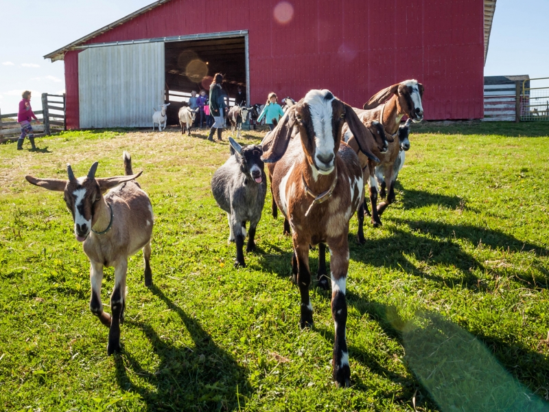 Goats in front of a barn, Hampsire