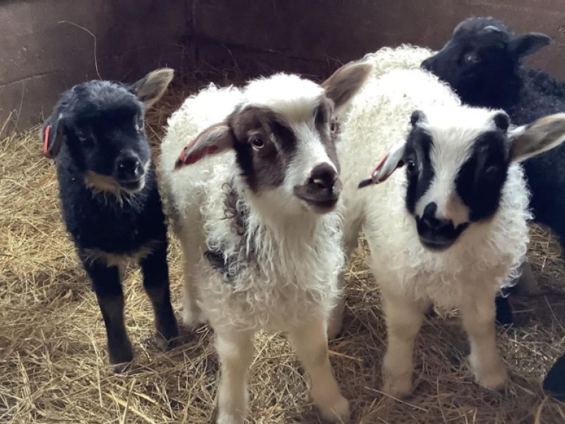 Looms & Lambs