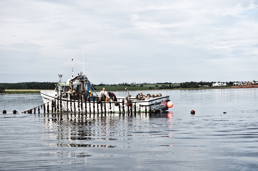 Mussel Harvesting Hero Image, fishing Mussel Harvesting Hero Image, fishing
