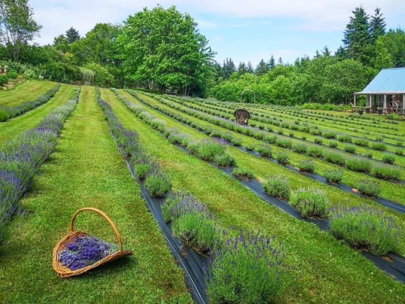 Island Lavender Distillery Farm