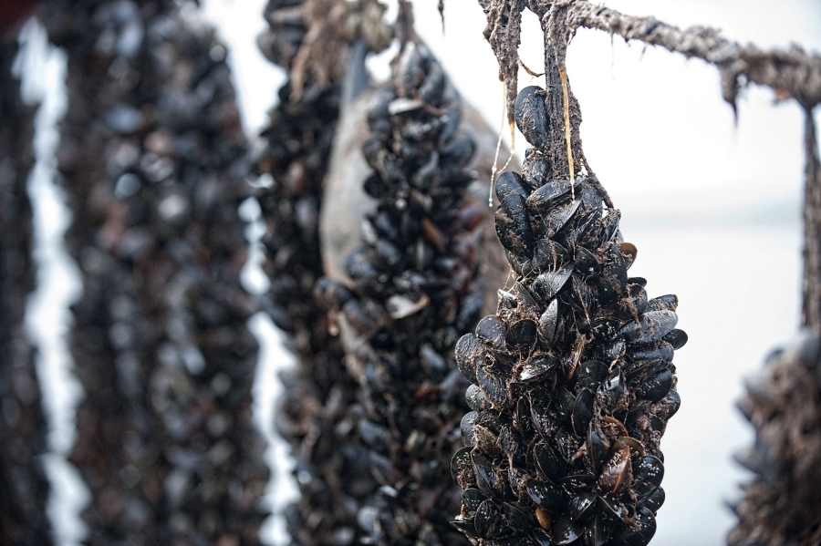 Mussels, harvested Mussels, harvested