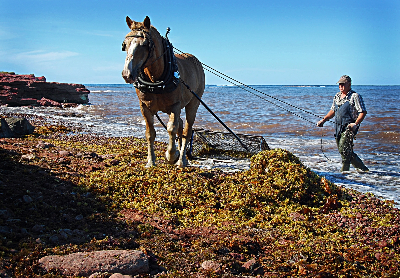 North Cape, PEI Image of person harvesting Irish Moss